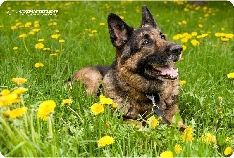 Podkładka pod mysz Esperanza Foto Mix EA133 — zdjęcie 5